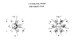 L'ETOILE BLANCHE
