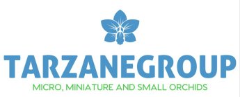 TARZANEGROUP MICRO, MINIATURE AND SMALL ORCHIDS