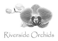 RIVERSIDE ORCHIDS