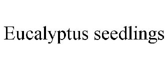 EUCALYPTUS SEEDLINGS