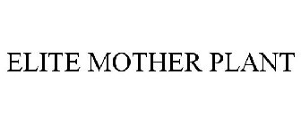ELITE MOTHER PLANT