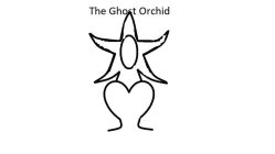 THE GHOST ORCHID