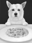 WHITE DOG SITTING IN FRONT OF PLATE OF FOOD WITH FOREARMS OUTSTRETCHED HOLDING THE PLATE