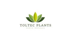 TOLTEC PLANTS EXOTIC TROPICALS