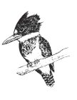 Image Trademark
