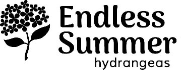 ENDLESS SUMMER HYDRANGEAS