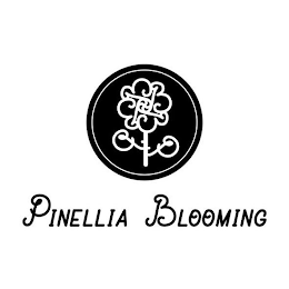 PINELLIA BLOOMING PP