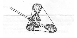 Image Trademark