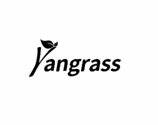 YANGRASS
