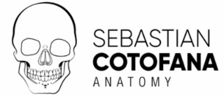 SEBASTIAN COTOFANA ANATOMY