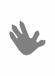 Image Trademark