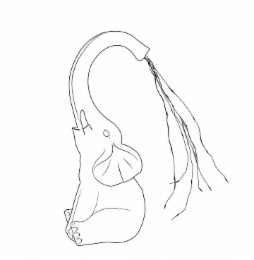 Image Trademark