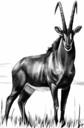 Image Trademark