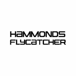 HAMMONDS FLYCATCHER